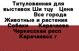 Титулованная для выставок Ши-тцу › Цена ­ 100 000 - Все города Животные и растения » Собаки   . Карачаево-Черкесская респ.,Карачаевск г.